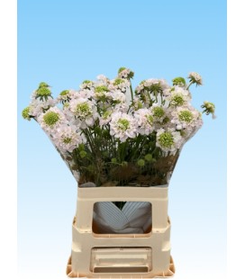 Scabieuse Va B Scoop 65 cm