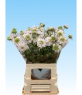 Scabieuse Va B Scoop 65 cm