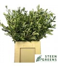 Olivier botte  60 cm 150 g