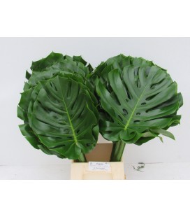Monstera 70 cm diam 35 cm