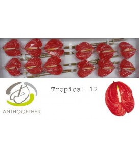 Anthurium Tropical x 12