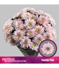 Chrysantheme Pastela pink 70 cm