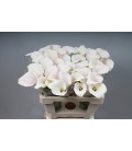 Calla Captaine Ventura 50 cm