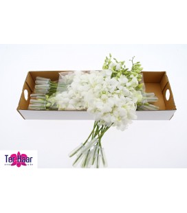 Dendrobium Blanc 45 CM