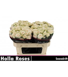 Rose Branchue Snowdrift 70 cm
