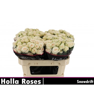 Rose Branchue Snowdrift 70 cm