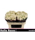 Rose Branchue Snowdrift 70 cm