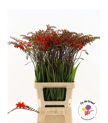 Crocosmia Lucifer