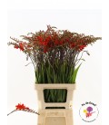 Crocosmia Lucifer