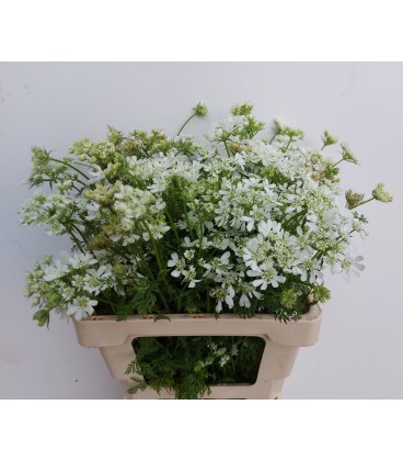 Orlaya G White Finich 80 cm