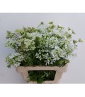 Orlaya G White Finich 80 cm