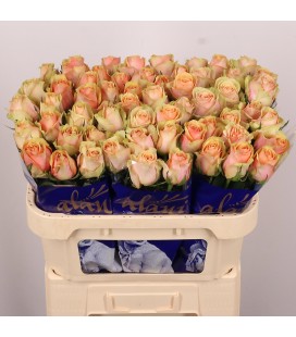 Rose Dividend 60 cm