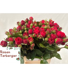 Rose Branchue Piano freiland 40 cm