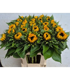 Tournesol Sunrich orange 80 cm