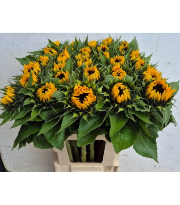 Tournesol Sunrich orange 85 cm