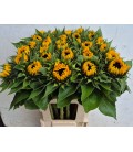Tournesol Sunrich orange 85 cm