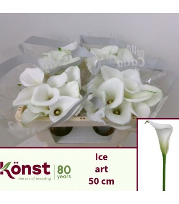 Calla Ice Art 50 cm