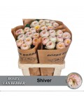 Rose Shiver 60 cm