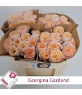 Rose Georgi Gardens 50 cm