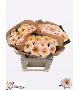 Rose Sira Gardens 60 cm