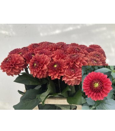 Dahlia orange Fox