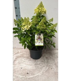 Hortensia paniculata Hercules Ø 23