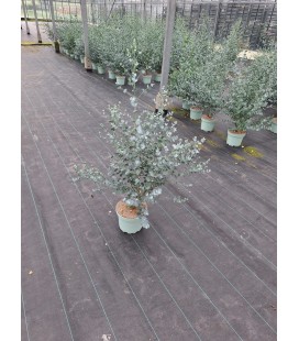 Eucalyptus Cinerea 3L 