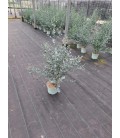 Eucalyptus Cinerea 3L 