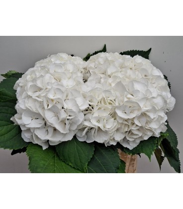 Hortensia Schneeball 40 cm