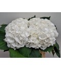 Hortensia Schneeball 40 cm
