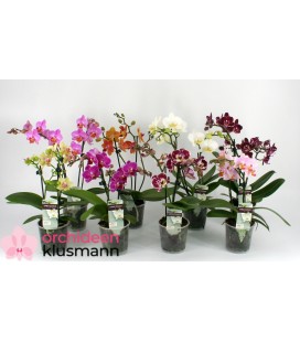 Phalaenopsis mix pot de 9 h 28