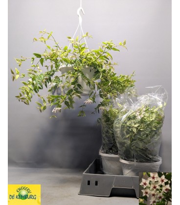 Hoya bella Ø 22