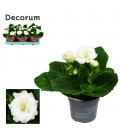 Gloxinia Blanc Ø 13