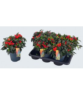 Piments red Ø 17