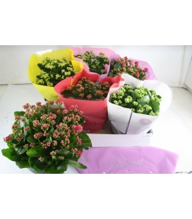 Kalanchoe coupe 23 cm diff coul