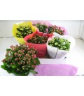 Kalanchoe coupe 23 cm diff coul