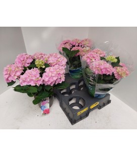 Hortensia M Ankong pot de 15 cm