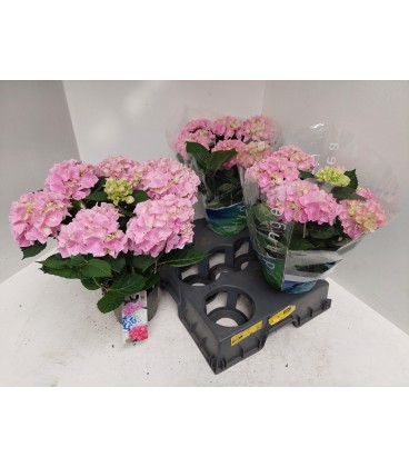 Hortensia M Ankong pot de 15 cm