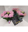 Hortensia M Ankong pot de 15 cm