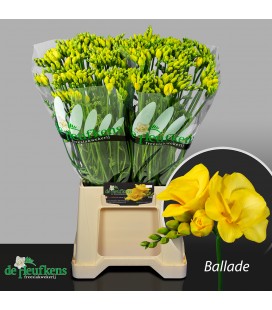 Freesia ballade 54 cm