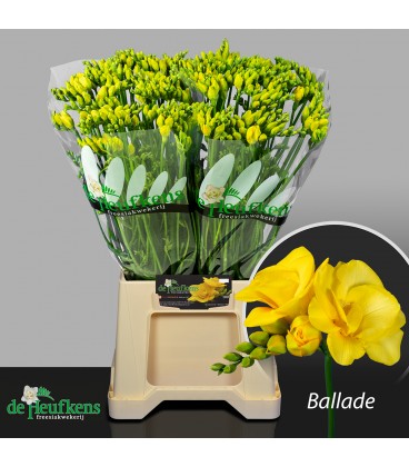 Freesia ballade 54 cm