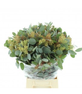 Eucalyptus populus baies 70 cm 300 