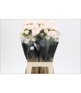 Oeillet st Brut x 20