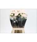 Oeillet st Brut x 20