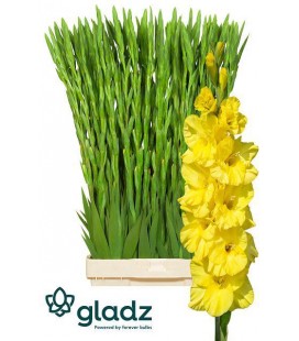 Glaieul Bra Val 120 cm