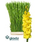 Glaieul Bra Val 120 cm