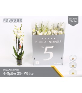 Phalaeno Ø 12 h 70 cm Blanc 4b