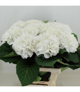 Hortensia Schneeball 65 cm