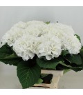 Hortensia Schneeball 65 cm
