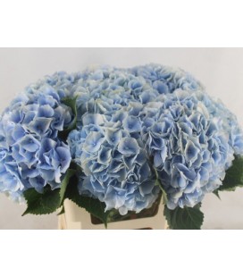 Hortensia Verena bl 60 cm